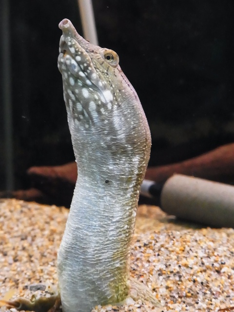 ペット ショップ スッポン 水が白濁