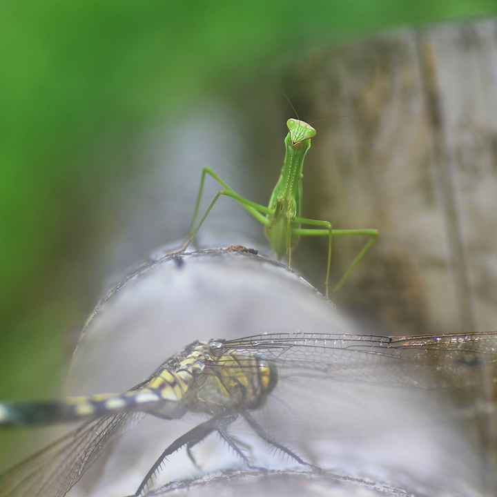 カマキリ