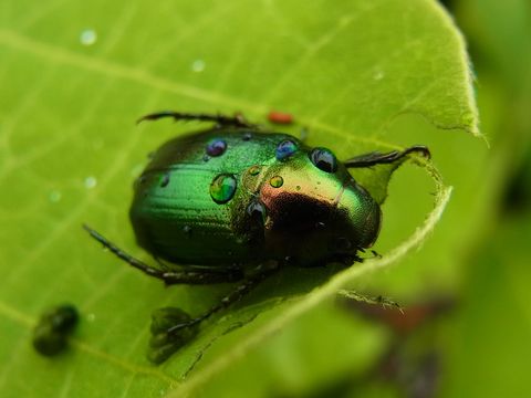 甲虫類